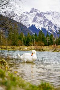 A swan along the Isar River with alpine mountains in the background.
