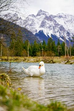 A swan along the River Isar with alpine mountains in the background. by Miriam Schwarzfischer Fotografie