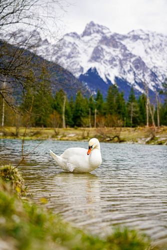 Een zwaan langs de rivier de Isar met de Alpen op de achtergrond.