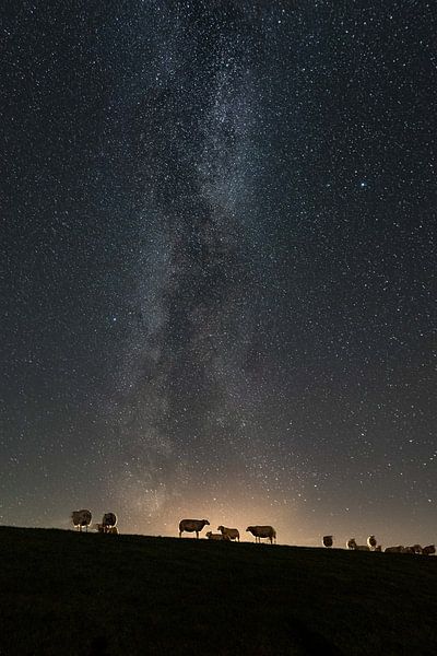 Schapen onder de sterren van Marjolein van Roosmalen