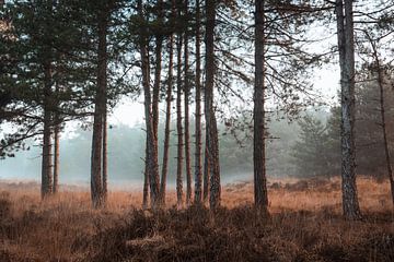 Naaldbomen in de Mist Drunense Duinen van Zwoele Plaatjes