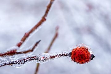 Macrofotografie van een bevroren rozenbottel van Flatfield