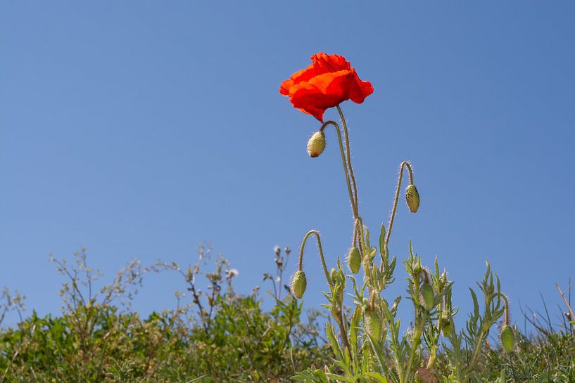 Poppy in the sun by Laura Loeve