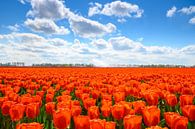 Tulpen in het veld in het voorjaar van Sjoerd van der Wal Fotografie thumbnail