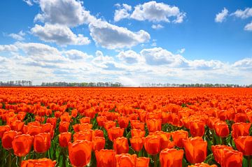 Tulpen auf landwirtschaftlichen Feldern im Frühling  von Sjoerd van der Wal Fotografie