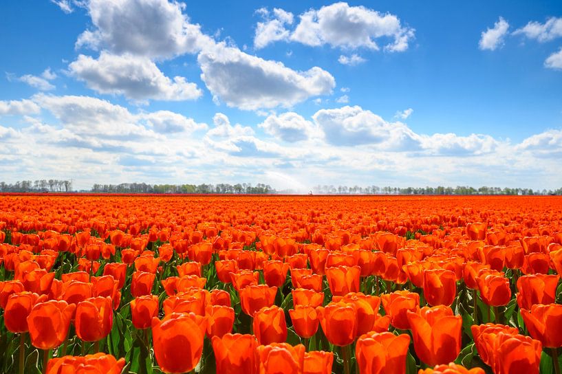 Tulpen in het veld in het voorjaar van Sjoerd van der Wal Fotografie