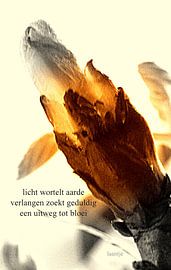 Openbreken by Piet Hardendood