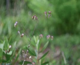 Common Quaking Grass