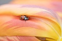 ladybird 3