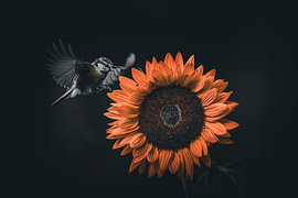 Tournesol - mésange charbonnière sur Rando Kromkamp Natuurfotograaf