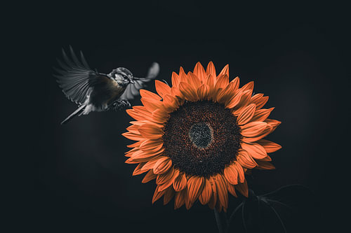 Sunflower – great tit