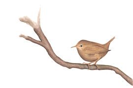 Troglodyte au crayon et au pastel sur Sorcia Gelauff-Madge