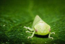 Cicade op blad by Johan Slagers