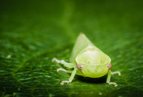 Cicade op blad