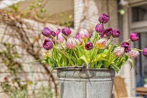 Tulpen in einem Zinkeimer im Garten
