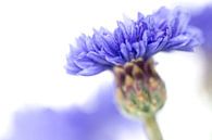 Blue Beauty..... (3)(bloem, blauw, macro) van Bob Daalder thumbnail