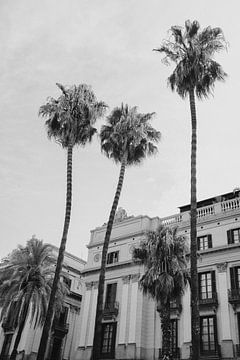 Barcelona Palmen von Maike Simon