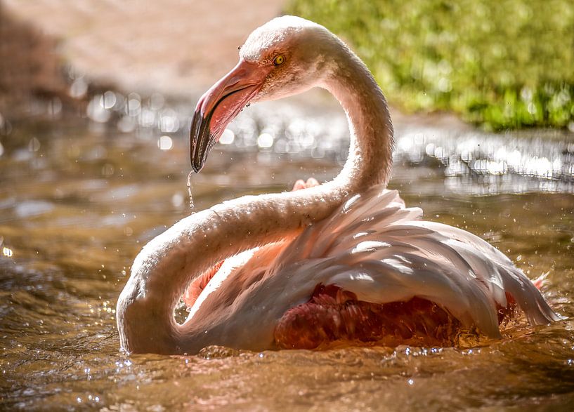 flamingo von Erika Gallegos