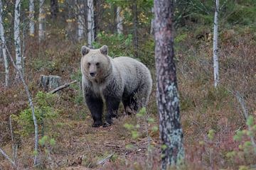 Der Braunbär von Merijn Loch