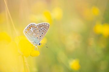 Butterfly in the flower field by Steffie van der Putten