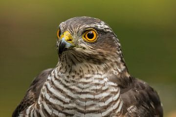 Sparrowhawk, Accipiter nisus. A portrait. by Gert Hilbink