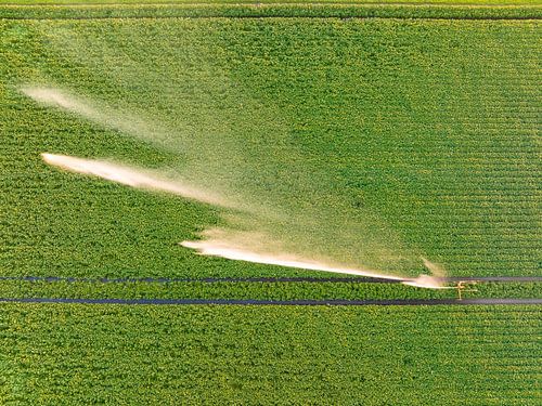 Aardappelen in een veld met bloeiende groene planten tijdens zonsondergang