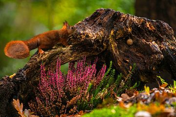 Eichhörnchen auf einem Baumstumpf mit schönem Herbstheidekraut im Vordergrund.