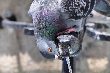 GREY DOVE by Miroslav Ptacek