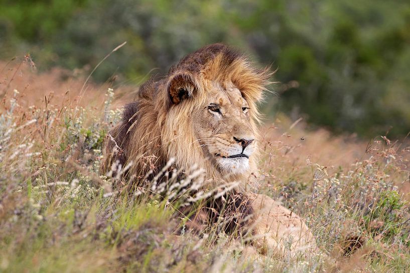 the lion king van gea strucks