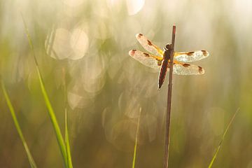 four-spot cliché by Ria Bloemendaal