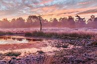 Zonsopgang op de Beegder Heide van Peschen Photography thumbnail