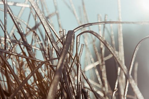 De wil van het gras.