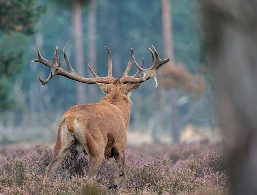 Edelhert Beschermend van Fotografie Verbeek Barneveld