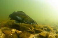 Pikeperch (Sander lucioperca)