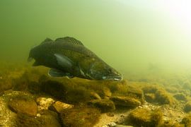 Sandre (Sander lucioperca)