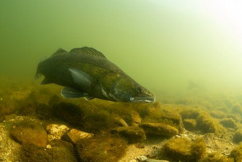 Zander (Sander lucioperca)