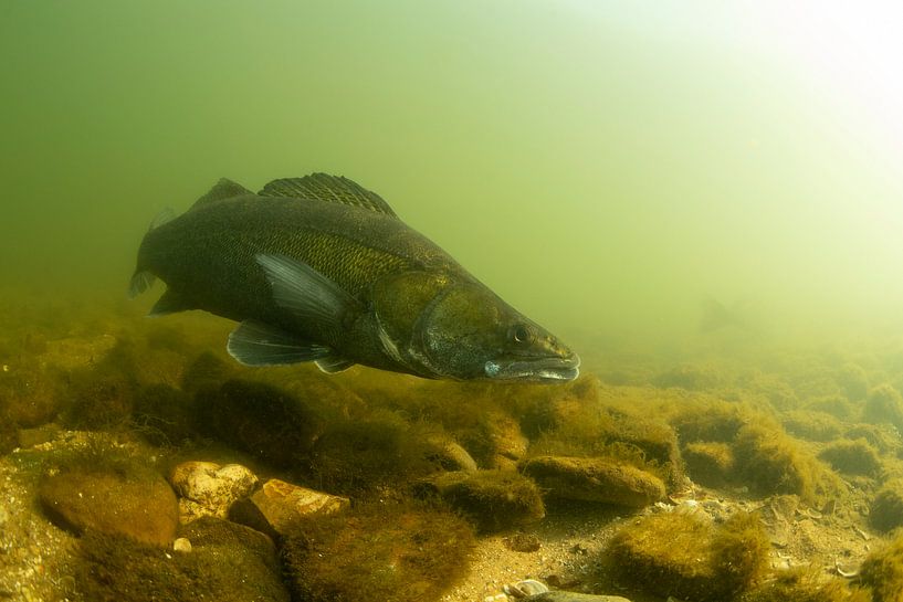Pikeperch (Sander lucioperca) by Arthur de Bruin