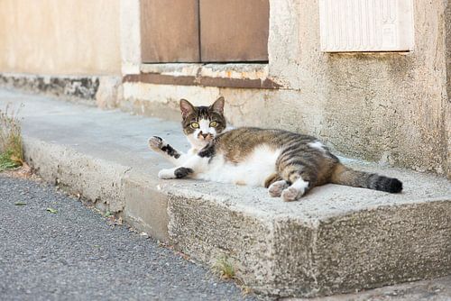 Straatkat in de provence