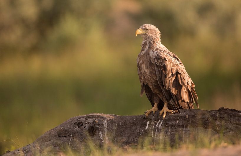 Zeearend op een boomstronk by Michel de Beer