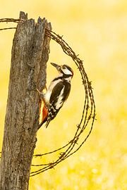 Tok tok.... by Kris Hermans