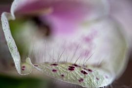 Digitalis by Hans Heemsbergen
