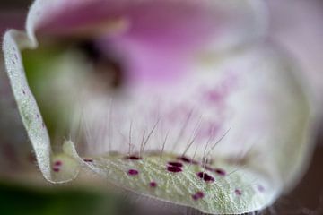 Digitalis
