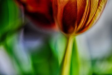 Tulips dramatic by Petra Dreiling-Schewe