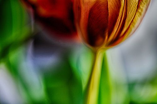 Tulips dramatic