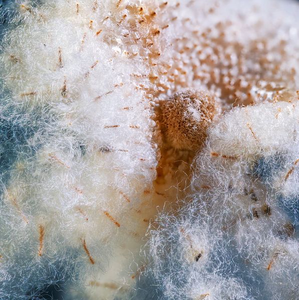 Fluffy seed head of an autumn anemone in winter by ManfredFotos