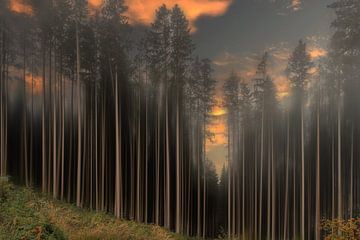 Sonnenuntergang im verzauberten Wald von Angelika Beuck