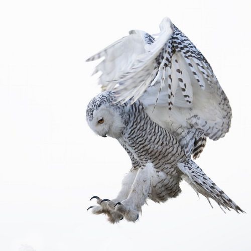 Snowy owl in flight, sets landing, flying