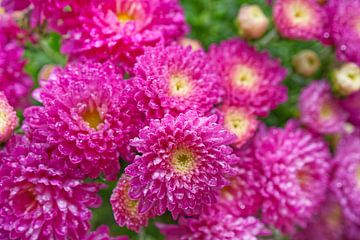 Magenta Aster Covered In Rain 0930 by Iris Holzer Richardson