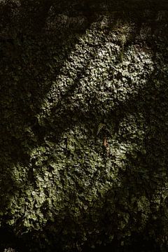 Mousse et algues des cascades de 25 fontes sur le Mareira sur Renate Smit Photography