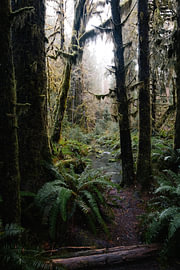 Mystics Woods sur swc07